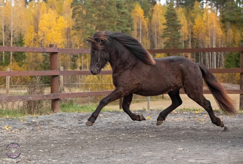 Tenglagården: Fyra avkommor efter samma sto i topp