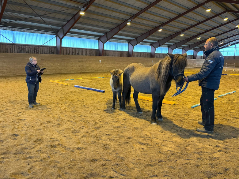 Hingst från Himlabacken högst bedömd hos Hammarbyhästar
