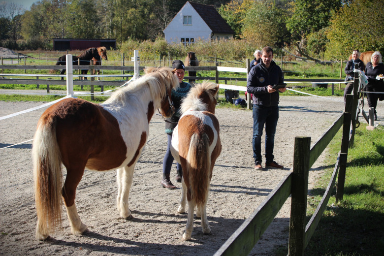 Hingst från Rickebasta högst bedömd på Gotland