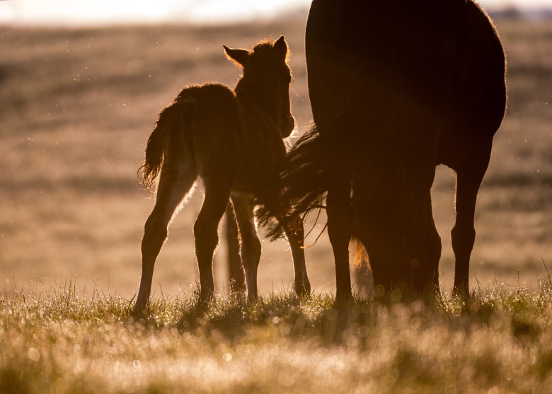 Dräktigt sto med kolik – viktigt att veta