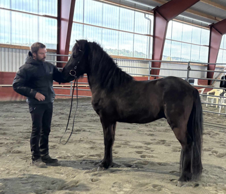 Hingst efter Álfaklettur högst bedömd hos Navåsen