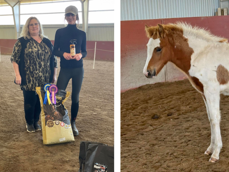 Välrest hingstföl vann Segersgårdens fölbedömning