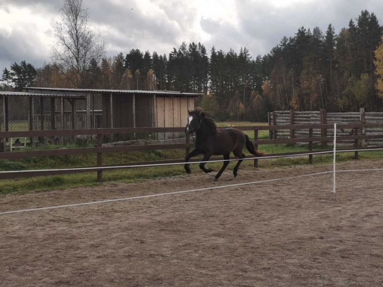 Islandsfött sto i topp på Skymnäshagen