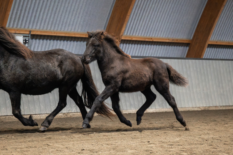 Stáli-söner toppade fölbedömningen på Paceland