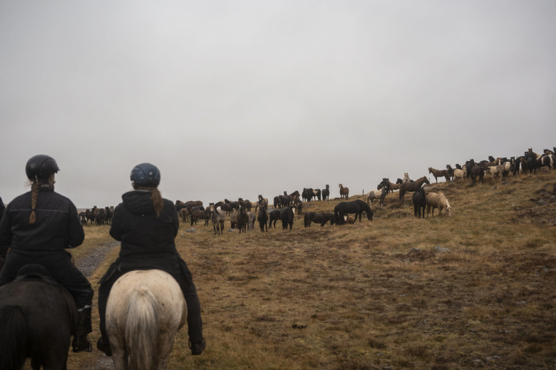 Hästinsamling på norra Island – Lina Kronholm om upplevelsen