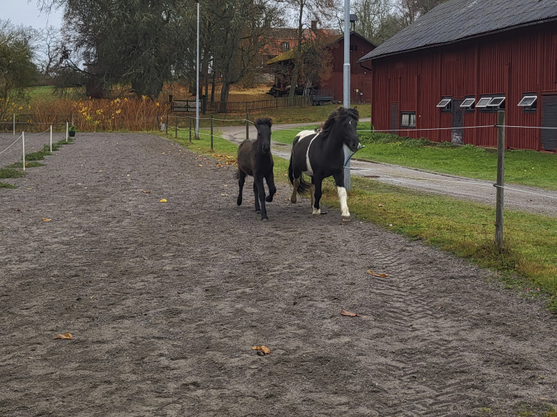 Gårdebys avel toppade fölbedömningen hos Hreyfing