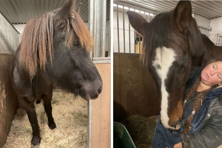 Vargdramatik när bortsprungna hästar räddades med drönare
