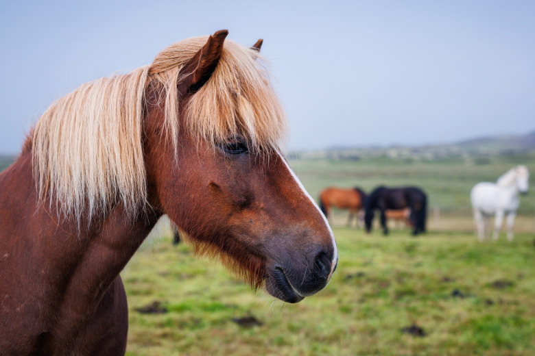 Välkommen till Tidningen Ridsport Island