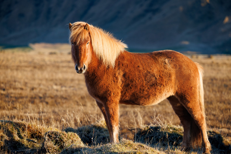 FEIF fortsätter växa – ansökan från ny nation
