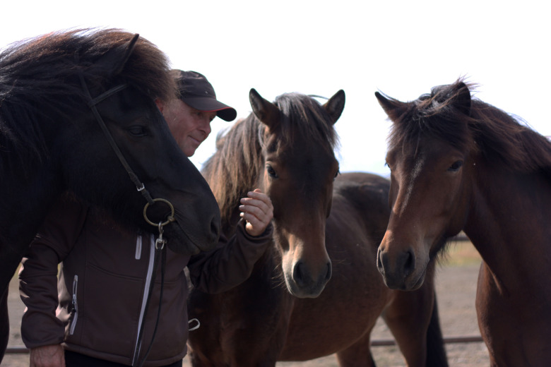 Balans och lösgjordhet krävs för att övervinna travtakt i tölten