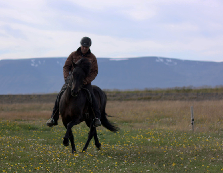 Så får du den passtaktiga hästen att hitta rätt i tölten