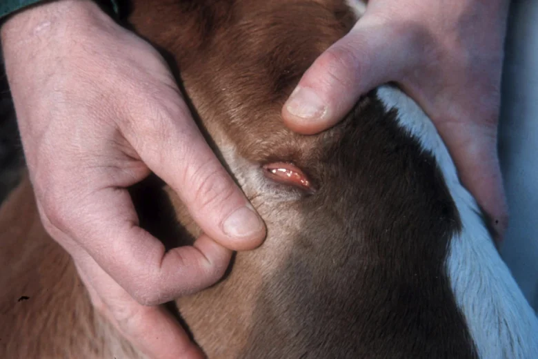 Två miljoner till hästforskning för ökad välfärd