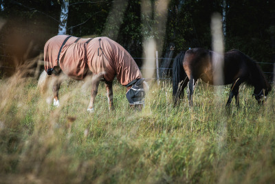 Nytt svidknottburet virus påvisat hos hästar i Europa