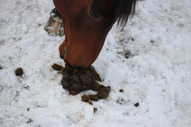 EHV-1 och corona i flera stall