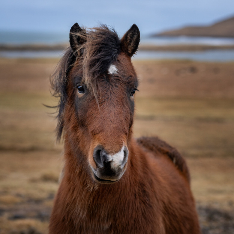 FEIF uppmärksammade en mångårig insats