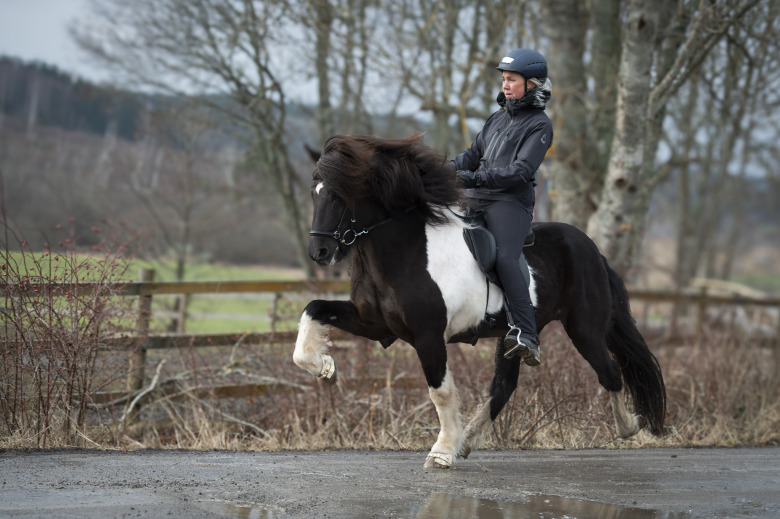 Avelsbedömningen på Romme drar igång – 43 hästar anmälda