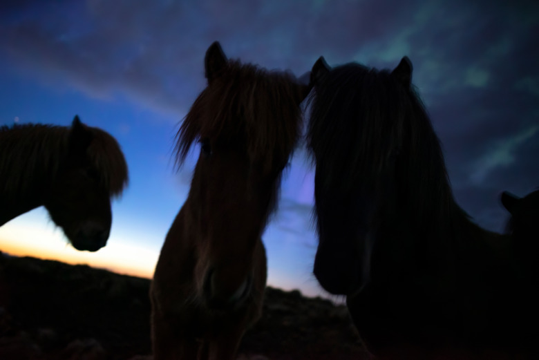 Efter turbulensen: Styrelsen för Svenska Islandshästförbundet svarar