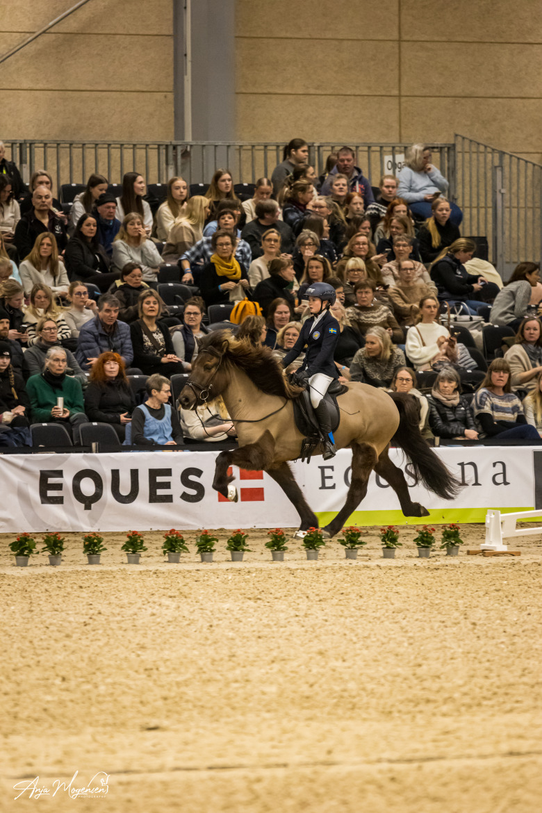 Svenskt deltagande när Icehorse Festival startar i Herning