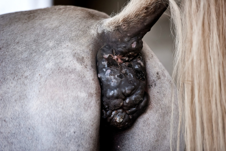 Tveksamt att operera melanom