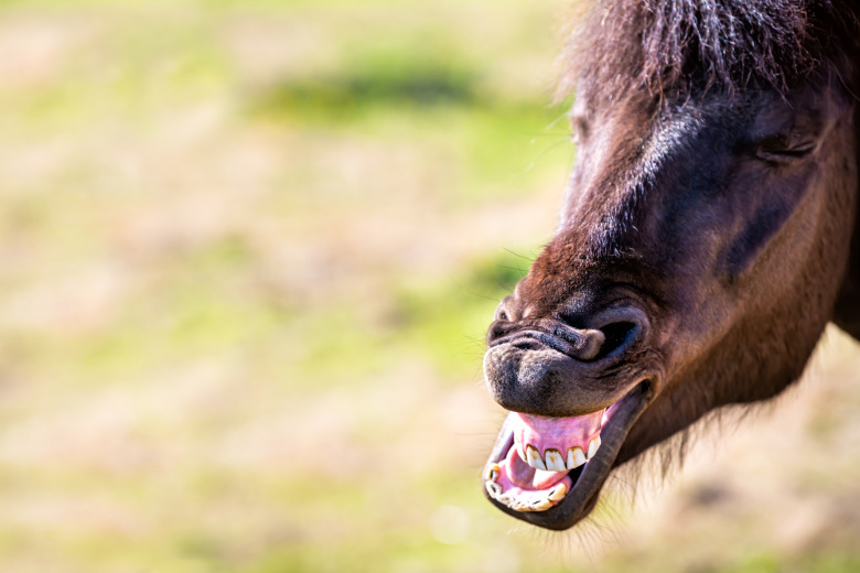 Kolla in de hästigaste aprilskämten