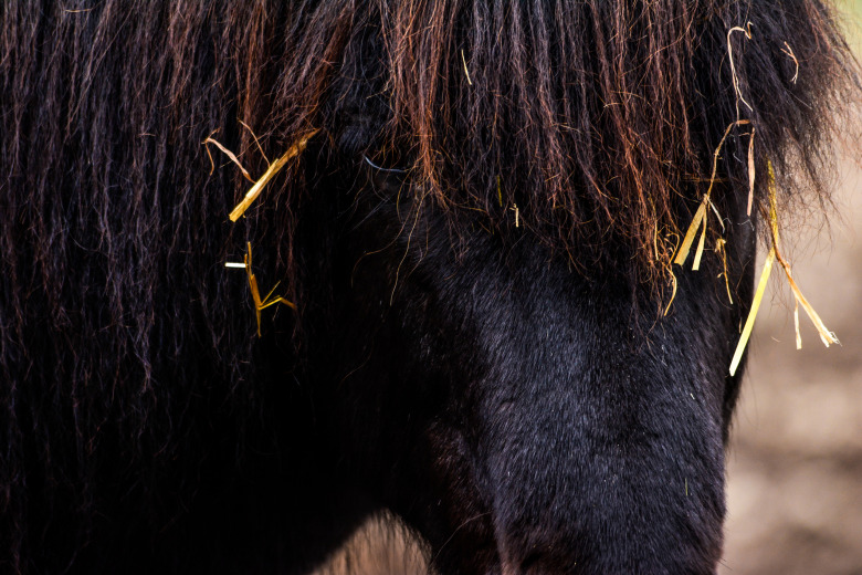 Ny upptäckt – flera virus för första gången hos svenska hästar