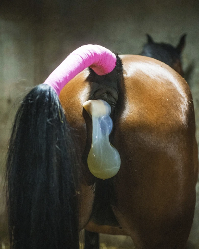 Så minskar du risken för skador på stoet vid fölning