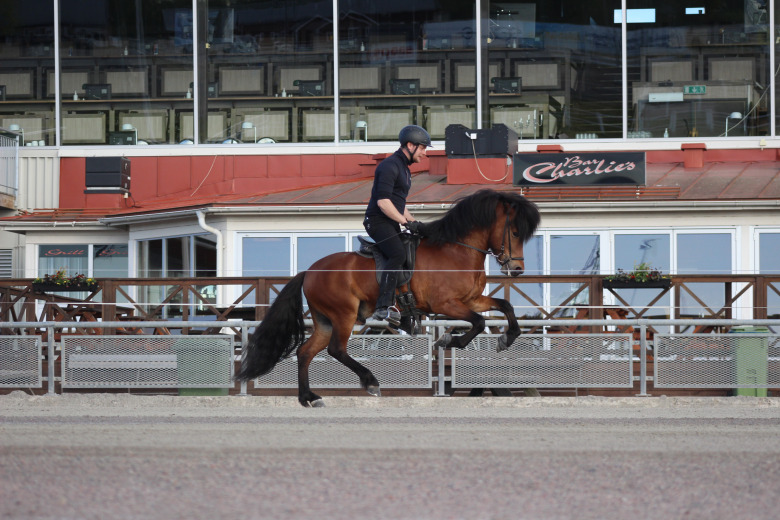 Romme: 5-åriga Bakkus från Gunnarsbo högst bedömd