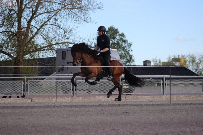 Bildextra: Avelsbedömningen på Romme