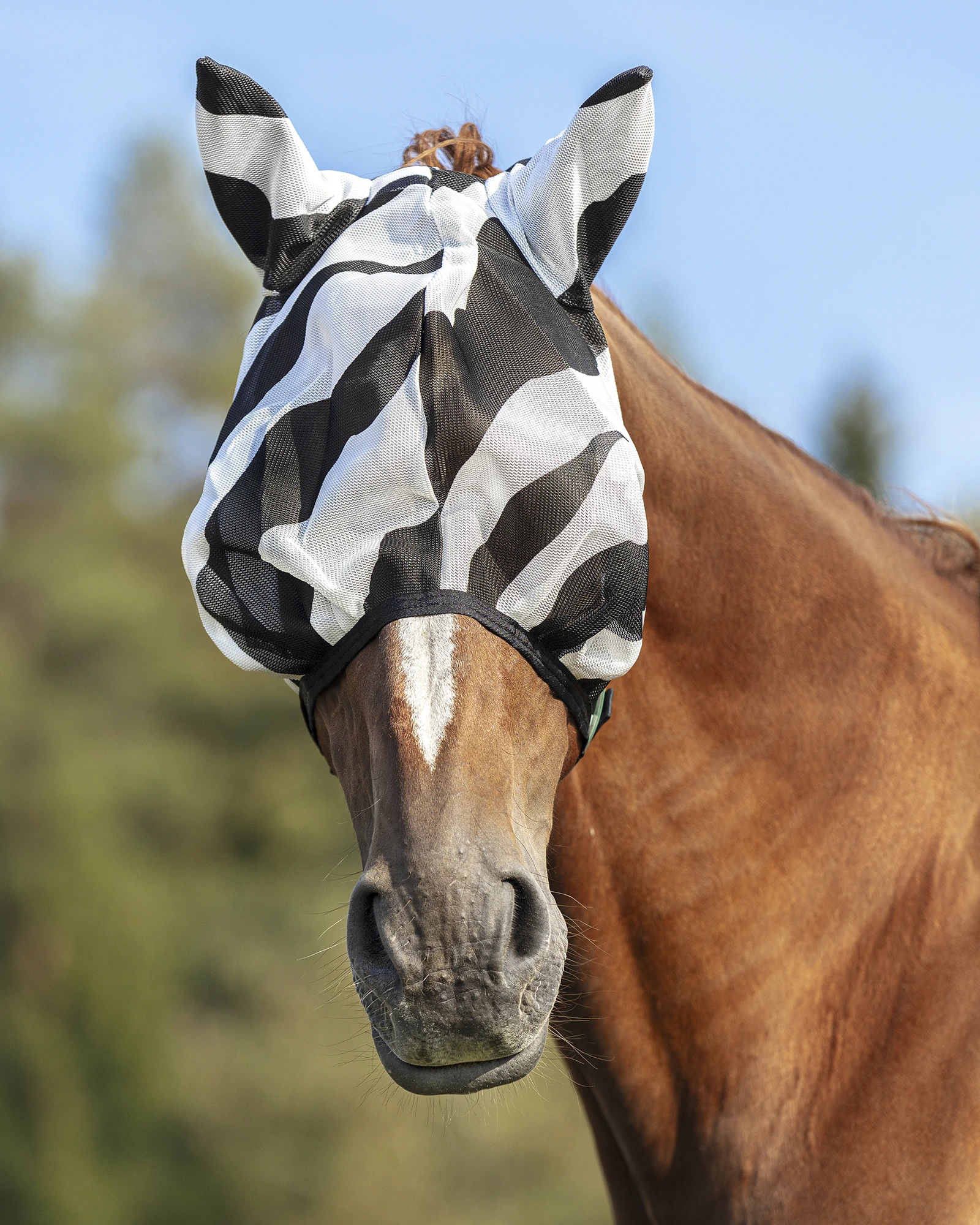 Bucaszebra2rshuvasatral1a5266fotomarielle.jpg