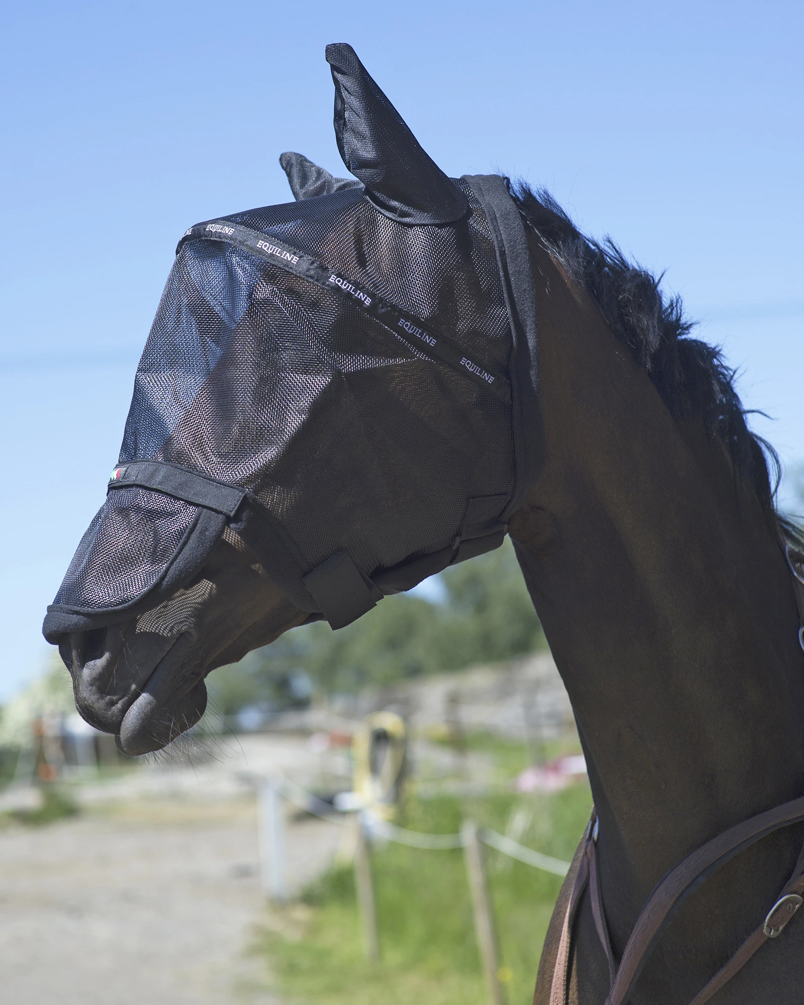 Equilineflughuvormal8286.jpg