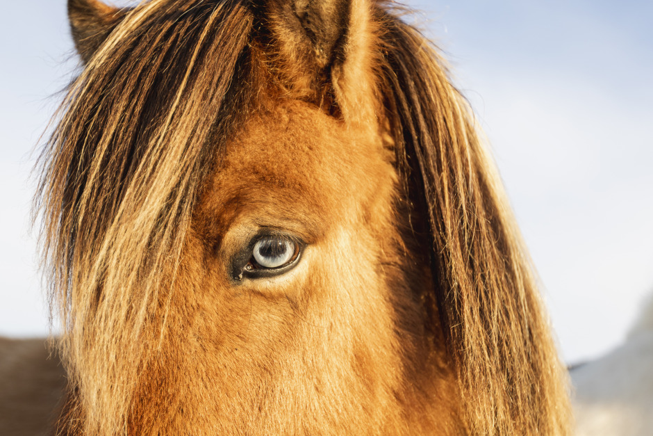 Ny färgkodning i Worldfengur