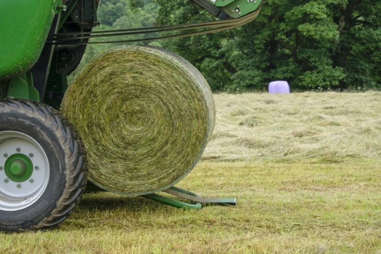 Selen viktigt för dräktiga ston