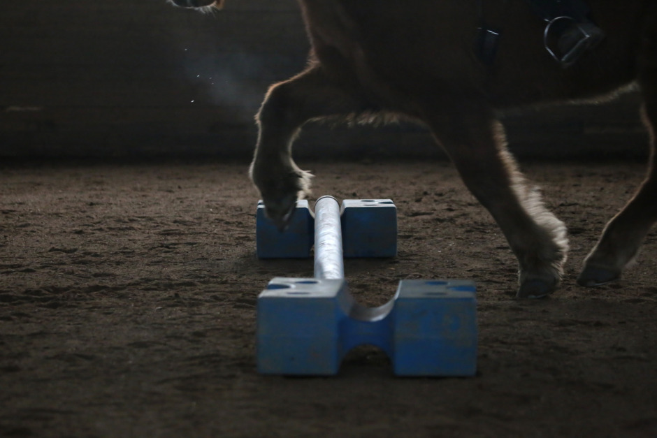 Svårt att bedöma hälta hos islandshästar