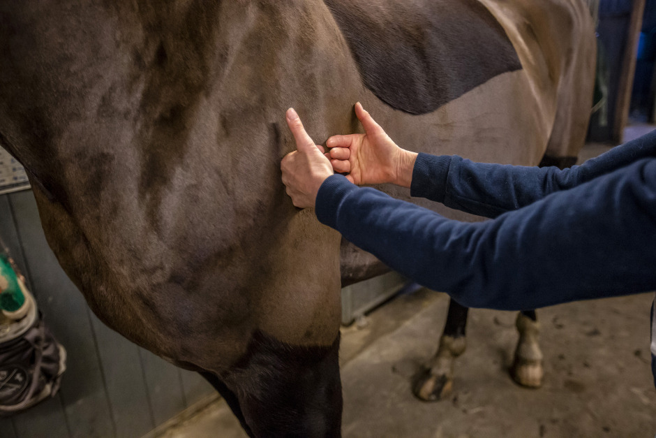 Djursjukgymnast: ”Vi har tidvis varit både påstridiga och jobbiga”