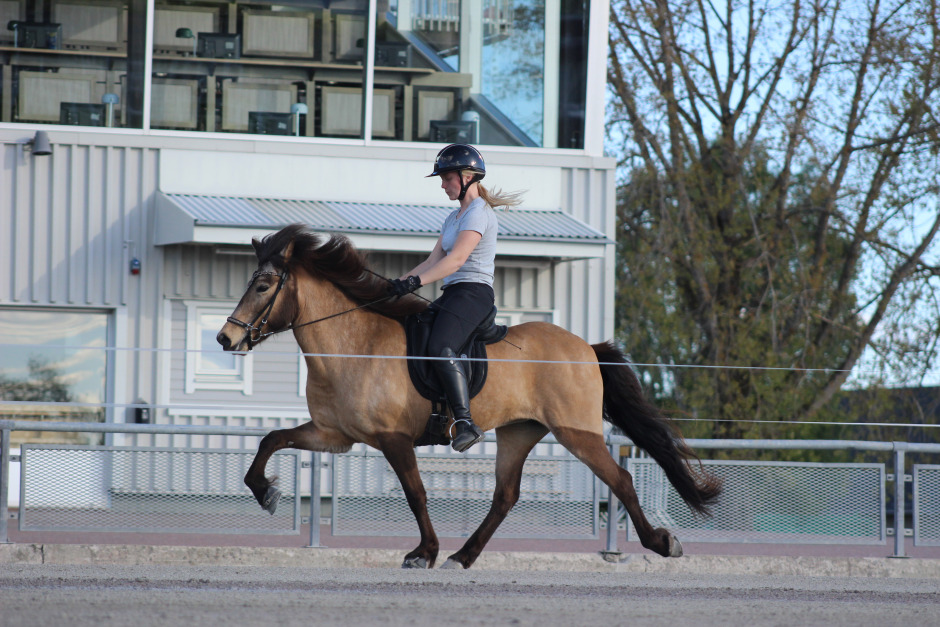Julia Wendeus: ”Handlar om att visa fram hästens bästa sidor”