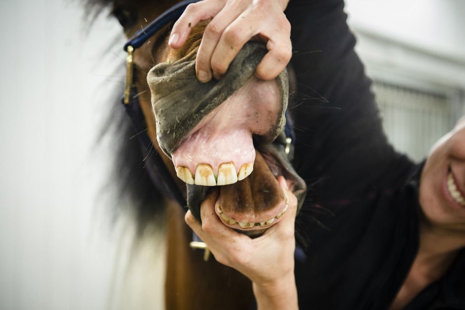 Forskare söker samband mellan tandhälsa och kolik