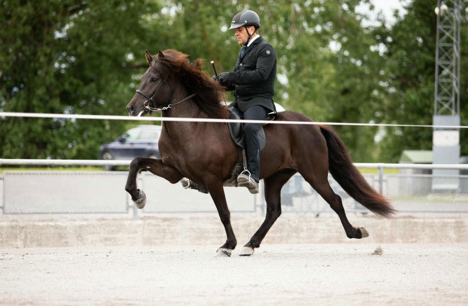 Så resonerar avelsvisare om visning av fyraåringar