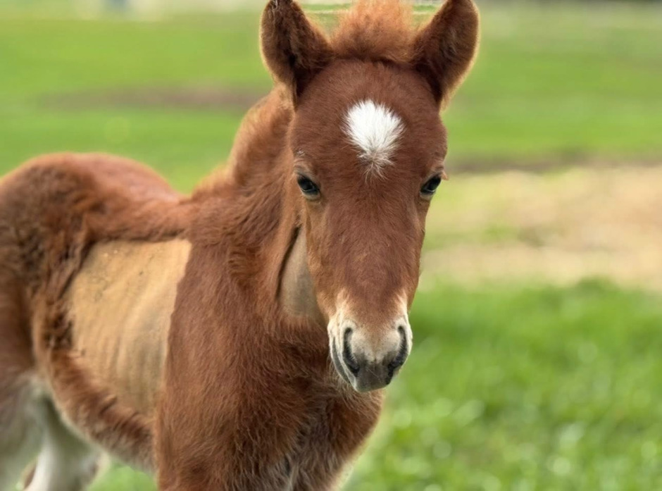 Mirakelfölet Eyrugla slutade andades – ventilerades till liv