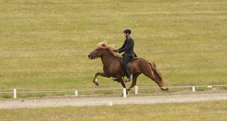 Svenskägda Fönix höjde sig – årets högst bedömda 4-åring