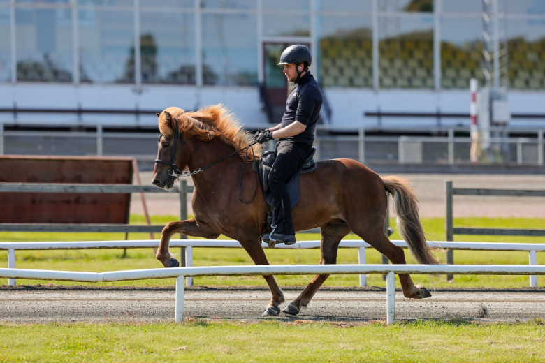 Islandsfött sto toppade första dagen på Axevalla