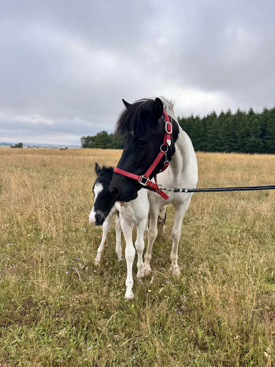 Islandshäststo med föl försvunna