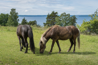 Så förändras betet under sommaren