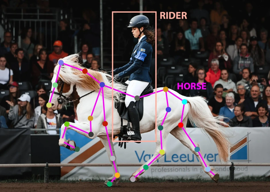 Ny tjänst analyserar islandshästens gångarter – med AI