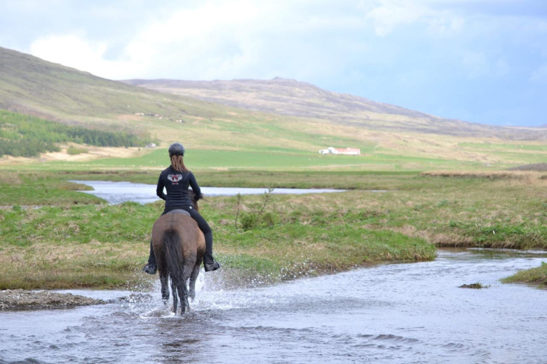 Islandshästar på Island: kvalitet, bredd och lätt att ha häst