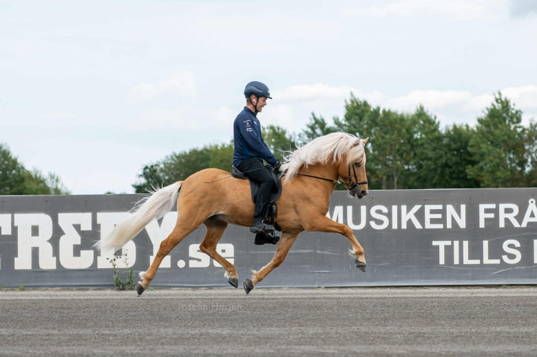 Axevalla: Gljátoppur glänste – 10 för ridbarhet och 9,1 i ridegenskaper