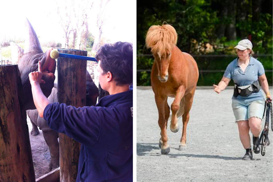 Träna hästen att säga nej – och få ett ja som räcker längre