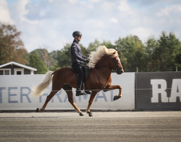 Kvasir Fr&aacute; Steinnesi