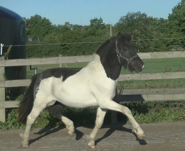 Änghagas danskfödda åring utmärkte sig – ”Mycket välrest”
