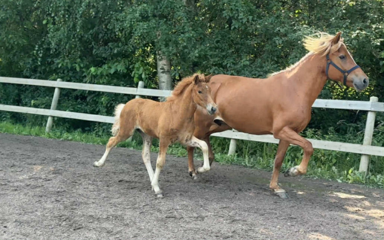 ”Extraordinärt” stoföl bäst vid fölbedömningen hos Jamila