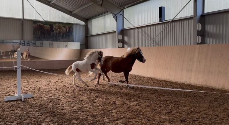 Vidar frá Skör-avkomma toppade på Granmyra